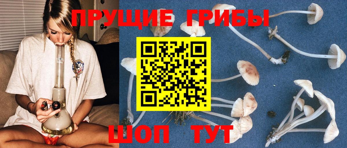 Псилоцибиновые грибы Psilocybe Белореченск